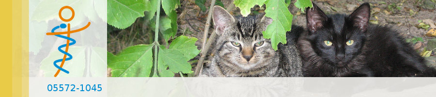 Praxisgarten Dr. Thiemann - Bodenfelde Zufallsbilder - Praxisgarten