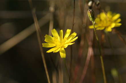 Landarztpraxis Dr. Ulrich Thiemann - Praxisgarten