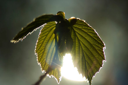 Landarztpraxis Dr. Ulrich Thiemann - Praxisgarten