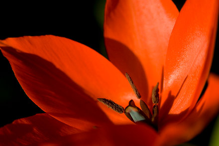 Landarztpraxis Dr. Ulrich Thiemann - Praxisgarten