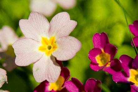 Landarztpraxis Dr. Ulrich Thiemann - Praxisgarten