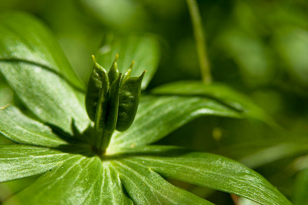 Landarztpraxis Dr. Ulrich Thiemann - Praxisgarten