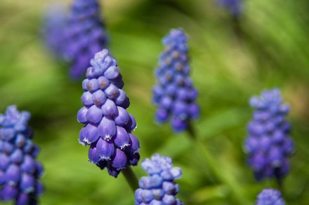 Landarztpraxis Dr. Ulrich Thiemann - Praxisgarten