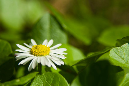 Landarztpraxis Dr. Ulrich Thiemann - Praxisgarten
