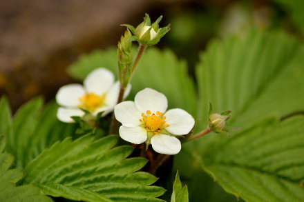Landarztpraxis Dr. Ulrich Thiemann - Praxisgarten