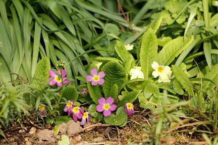 Landarztpraxis Dr. Ulrich Thiemann - Praxisgarten