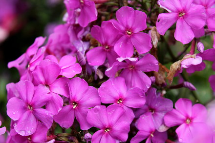 Landarztpraxis Dr. Ulrich Thiemann - Praxisgarten