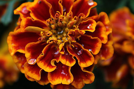 Landarztpraxis Dr. Ulrich Thiemann - Praxisgarten