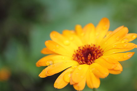 Landarztpraxis Dr. Ulrich Thiemann - Praxisgarten