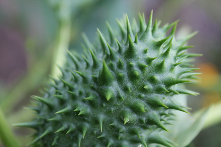 Landarztpraxis Dr. Ulrich Thiemann - Praxisgarten