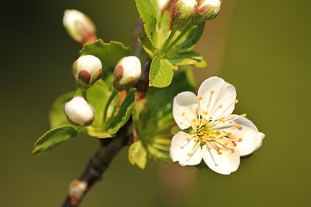 Landarztpraxis Dr. Ulrich Thiemann - Praxisgarten