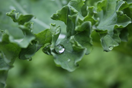 Landarztpraxis Dr. Ulrich Thiemann - Praxisgarten