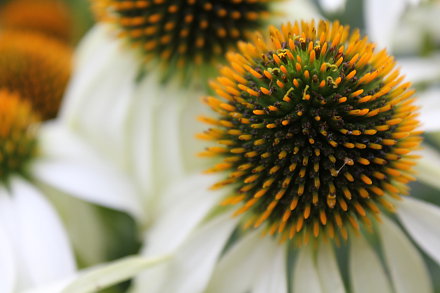 Landarztpraxis Dr. Ulrich Thiemann - Praxisgarten