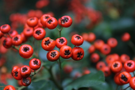 Landarztpraxis Dr. Ulrich Thiemann - Praxisgarten