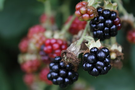 Landarztpraxis Dr. Ulrich Thiemann - Praxisgarten