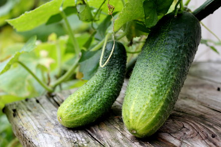 Landarztpraxis Dr. Ulrich Thiemann - Praxisgarten