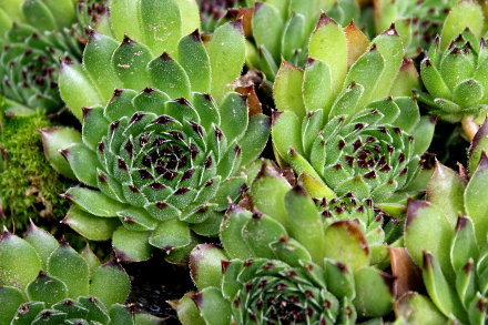 Landarztpraxis Dr. Ulrich Thiemann - Praxisgarten