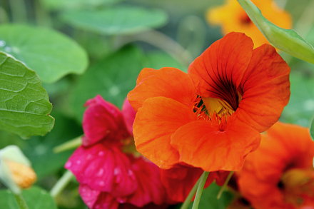 Landarztpraxis Dr. Ulrich Thiemann - Praxisgarten