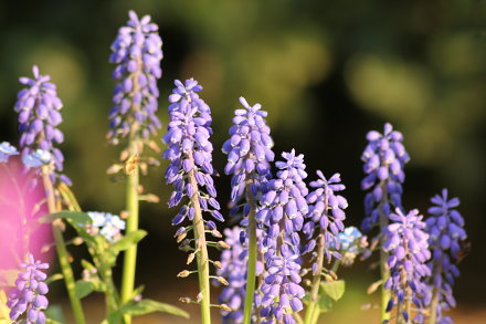 Landarztpraxis Dr. Ulrich Thiemann - Praxisgarten