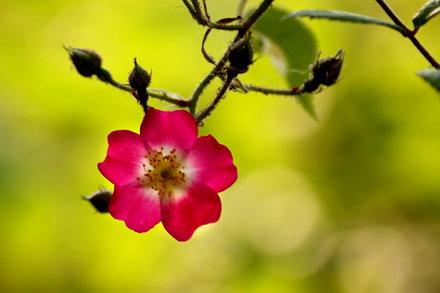 Landarztpraxis Dr. Ulrich Thiemann - Praxisgarten