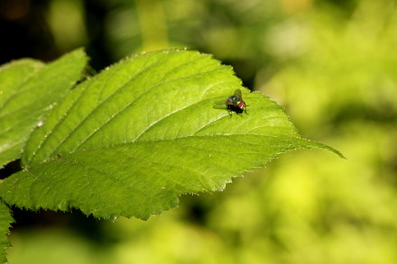 Landarztpraxis Dr. Ulrich Thiemann - Praxisgarten