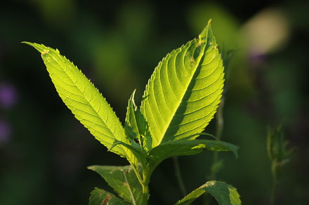 Landarztpraxis Dr. Ulrich Thiemann - Praxisgarten