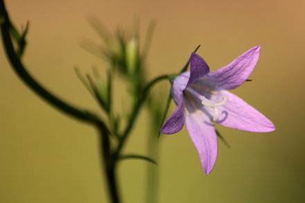 Landarztpraxis Dr. Ulrich Thiemann - Praxisgarten