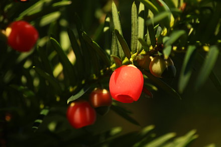 Landarztpraxis Dr. Ulrich Thiemann - Praxisgarten