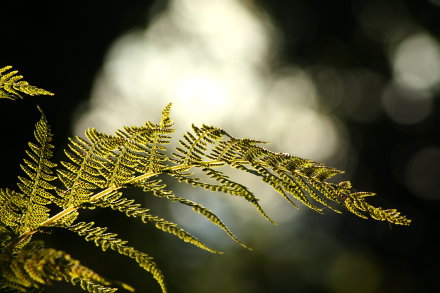 Landarztpraxis Dr. Ulrich Thiemann - Praxisgarten