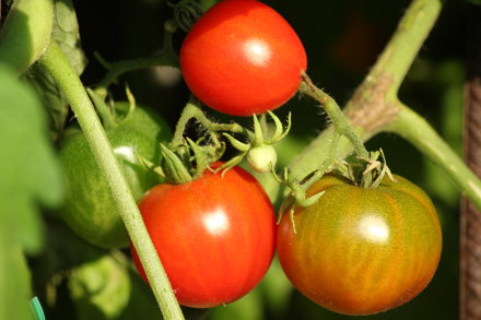 Landarztpraxis Dr. Ulrich Thiemann - Praxisgarten