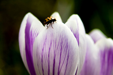 Landarztpraxis Dr. Ulrich Thiemann - Praxisgarten