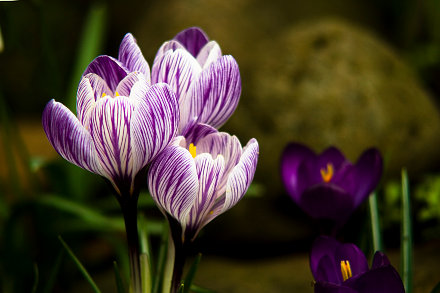 Landarztpraxis Dr. Ulrich Thiemann - Praxisgarten