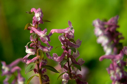 Landarztpraxis Dr. Ulrich Thiemann - Praxisgarten