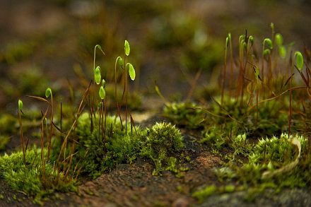 Landarztpraxis Dr. Ulrich Thiemann - Praxisgarten