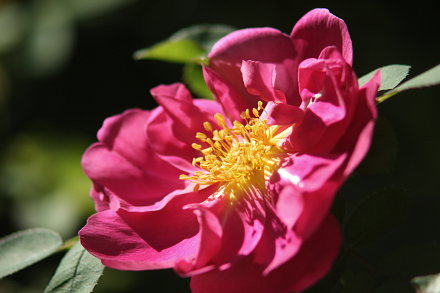 Landarztpraxis Dr. Ulrich Thiemann - Praxisgarten