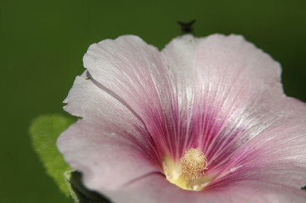 Landarztpraxis Dr. Ulrich Thiemann - Praxisgarten