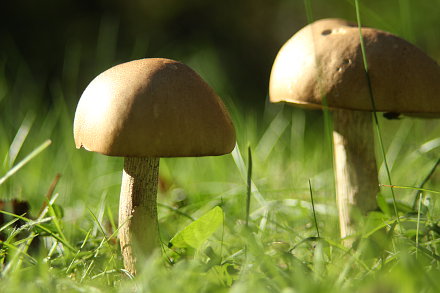 Landarztpraxis Dr. Ulrich Thiemann - Praxisgarten