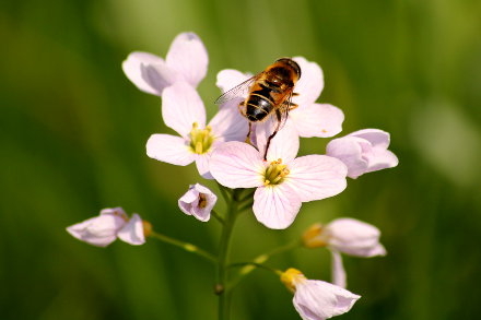 Landarztpraxis Dr. Ulrich Thiemann - Praxisgarten