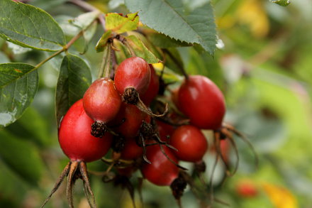 Landarztpraxis Dr. Ulrich Thiemann - Praxisgarten