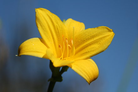 Landarztpraxis Dr. Ulrich Thiemann - Praxisgarten